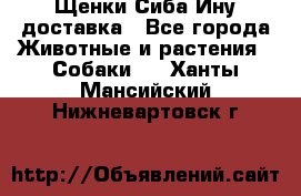 Щенки Сиба Ину доставка - Все города Животные и растения » Собаки   . Ханты-Мансийский,Нижневартовск г.